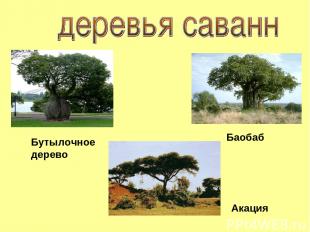 Баобаб Акация Бутылочное дерево