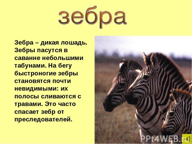 Зебра – дикая лошадь. Зебры пасутся в саванне небольшими табунами. На бегу быстроногие зебры становятся почти невидимыми: их полосы сливаются с травами. Это часто спасает зебр от преследователей.