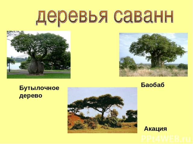 Баобаб Акация Бутылочное дерево