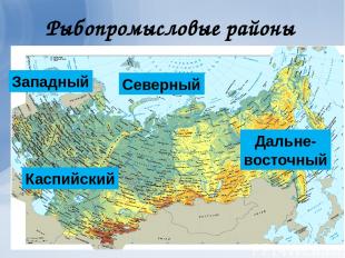 Рыбопромысловые районы Северный Западный Дальне- восточный Каспийский