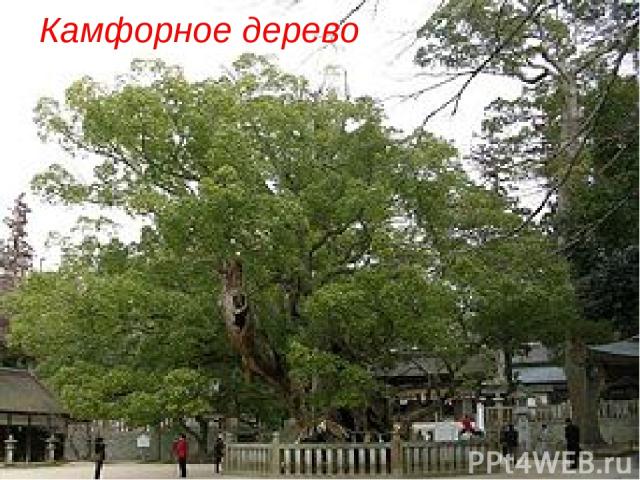 Камфорное дерево