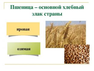 Пшеница – основной хлебный злак страны