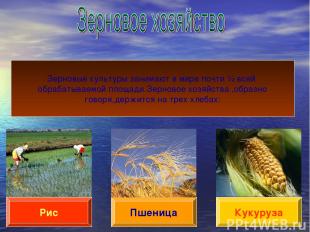 Пшеница Рис Кукуруза Зерновые культуры занимают в мире почти ½ всей обрабатываем