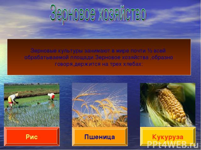 Пшеница Рис Кукуруза Зерновые культуры занимают в мире почти ½ всей обрабатываемой площади.Зерновое хозяйства ,образно говоря,держится на трех хлебах: