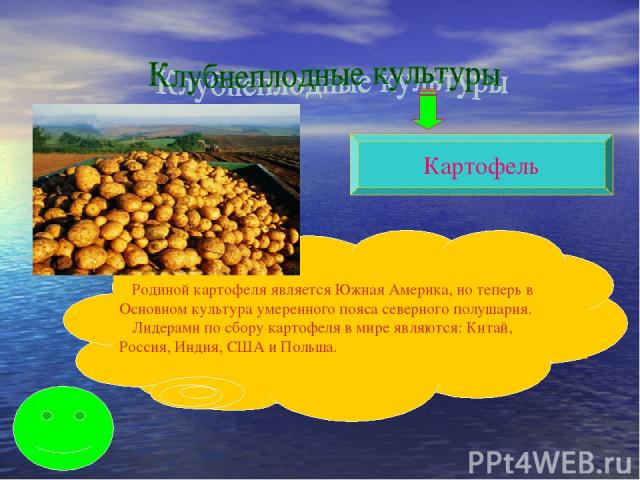 Картофель Родиной картофеля является Южная Америка, но теперь в Основном культура умеренного пояса северного полушария. Лидерами по сбору картофеля в мире являются: Китай, Россия, Индия, США и Польша.