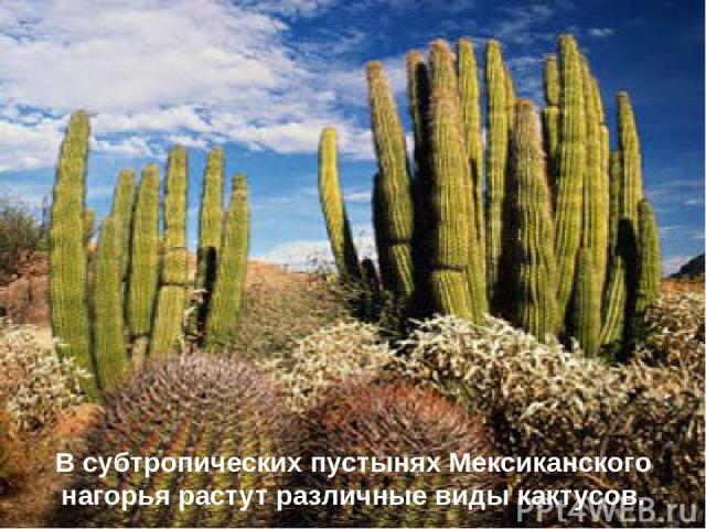 В субтропических пустынях Мексиканского нагорья растут различные виды кактусов.