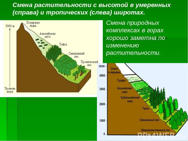 5000 – Смена растительности с высотой в умеренных (справа) и тропических (слева) широтах. Смена природных комплексах в горах хорошо заметна по изменению растительности.