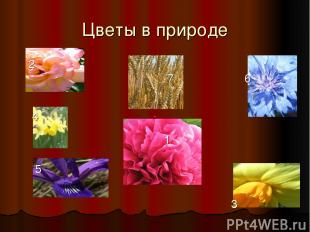 Цветы в природе 2 4 5 7 6 1 3