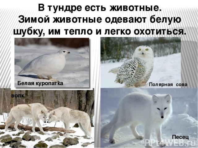 В тундре есть животные. Зимой животные одевают белую шубку, им тепло и легко охотиться. Полярная сова Белая куропатка Песец волк