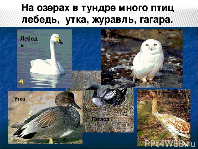 На озерах в тундре много птиц лебедь, утка, журавль, гагара. Лебедь Полярная сова Гагара Журавль Утка