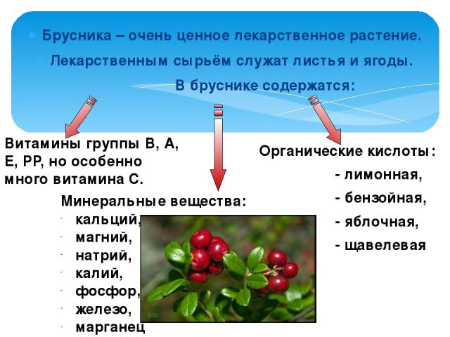 Брусника – очень ценное лекарственное растение. Лекарственным сырьём служат листья и ягоды. В бруснике содержатся: