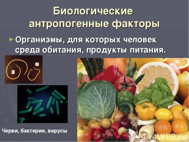 Биологические антропогенные факторы Организмы, для которых человек среда обитания, продукты питания. Черви, бактерии, вирусы