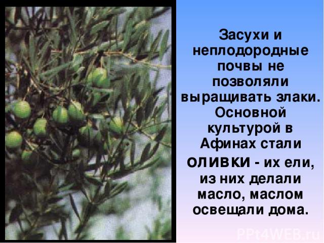 Засухи и неплодородные почвы не позволяли выращивать злаки. Основной культурой в Афинах стали оливки - их ели, из них делали масло, маслом освещали дома.