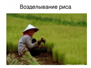 Возделывание риса