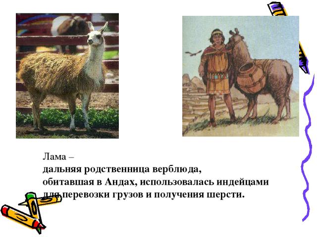 Лама – дальняя родственница верблюда, обитавшая в Андах, использовалась индейцами для перевозки грузов и получения шерсти.