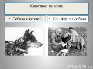 Животные на войне Собака с почтой Санитарная собака