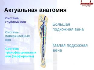 Актуальная анатомия Система глубоких вен Система поверхностных вен Система транс