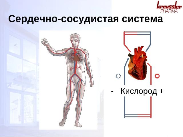 Сердечно-сосудистая система - Кислород +