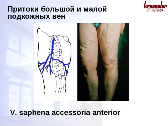 Притоки большой и малой подкожных вен V. saphena accessoria anterior