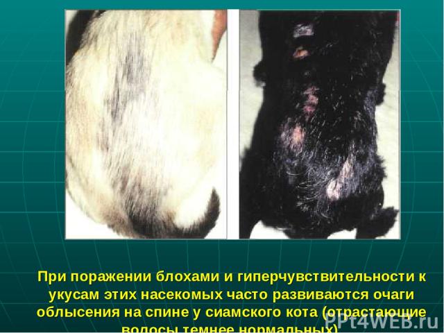 При поражении блохами и гиперчувствительности к укусам этих насекомых часто развиваются очаги облысения на спине у сиамского кота (отрастающие волосы темнее нормальных).
