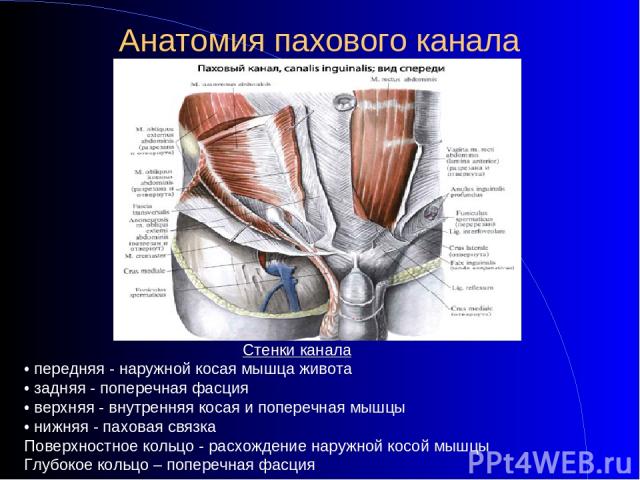 Анатомия пахового канала Стенки канала • передняя - наружной косая мышца живота • задняя - поперечная фасция • верхняя - внутренняя косая и поперечная мышцы • нижняя - паховая связка Поверхностное кольцо - расхождение наружной косой мышцы Глубокое к…