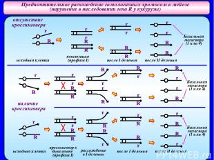 Предпочтительное расхождение гомологичных хромосом в мейозе (нарушение в наследо