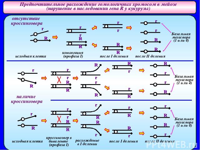 Предпочтительное расхождение гомологичных хромосом в мейозе (нарушение в наследовании гена R у кукурузы) Базальная мегаспора (1 или 4) Базальная мегаспора (1 или 4) Базальная мегаспора (1 или 4) исходная клетка коньюгация (профаза I) после I деления…