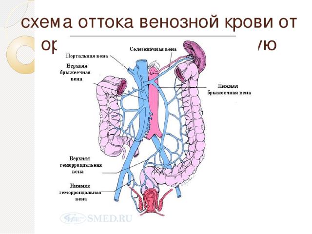 схема оттока венозной крови от органов ЖКТ в портальную систему