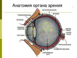 Анатомия органа зрения