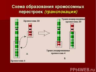 Схема образования хромосомных перестроек (транслокация)
