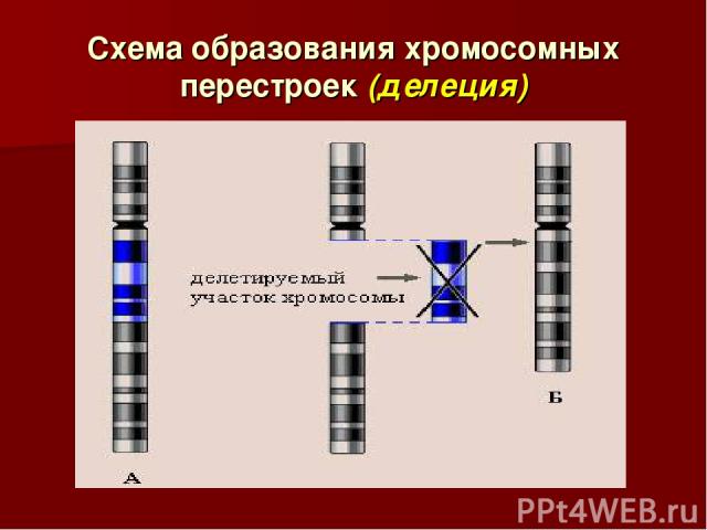 Схема образования хромосомных перестроек (делеция)