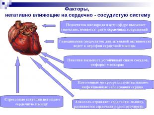 Факторы, негативно влияющие на сердечно - сосудистую систему Недостаток кислород