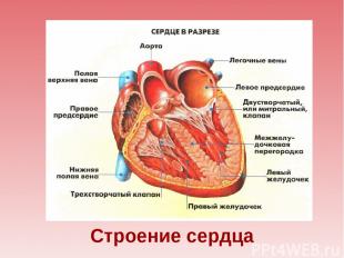 Строение сердца