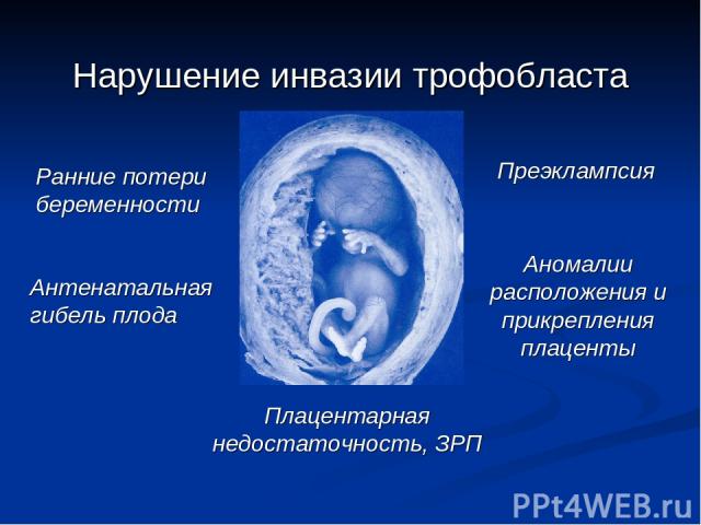 Нарушение инвазии трофобласта Ранние потери беременности Плацентарная недостаточность, ЗРП Преэклампсия Антенатальная гибель плода Аномалии расположения и прикрепления плаценты