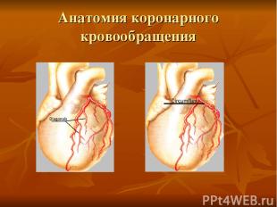 Анатомия коронарного кровообращения