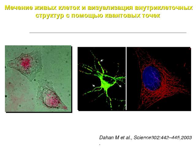Мечение живых клеток и визуализация внутриклеточных структур с помощью квантовых точек Dahan M et al., Science302:442–445,2003 .