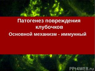 Патогенез повреждения клубочков Основной механизм - иммунный