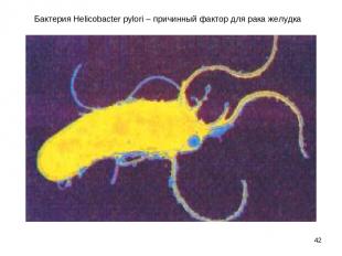 * Бактерия Helicobacter pylori – причинный фактор для рака желудка