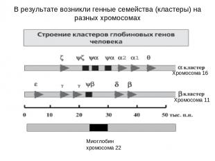 Хромосома 16 Хромосома 11 Миоглобин хромосома 22 В результате возникли генные се