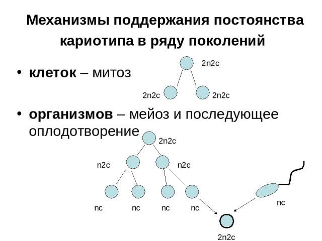 Механизмы поддержания постоянства кариотипа в ряду поколений клеток – митоз oрганизмов – мейоз и последующее оплодотворение 2n2c 2n2c 2n2c 2n2c n2c n2c nc nc nc nc nc 2n2c