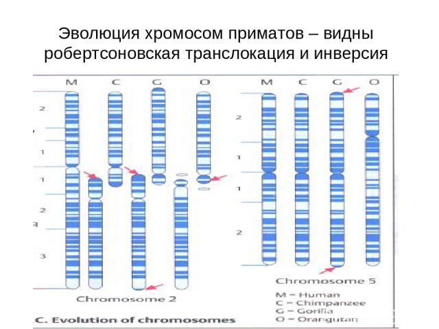 Эволюция хромосом приматов – видны робертсоновская транслокация и инверсия