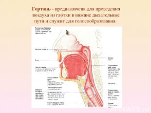 Гортань - предназначена для проведения воздуха из глотки в нижние дыхательные пу