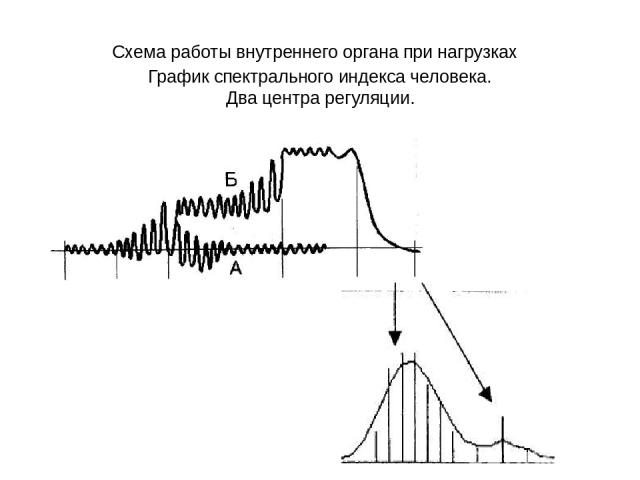 Схема работы внутреннего органа при нагрузках График спектрального индекса человека. Два центра регуляции.