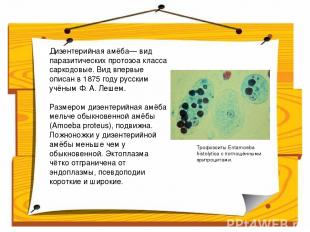 Дизентерийная амёба— вид паразитических протозоа класса саркодовые. Вид впервые