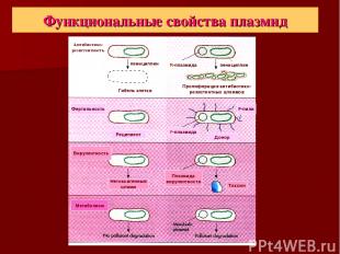 Функциональные свойства плазмид Антибиотико- резистентность пенициллин Гибель кл