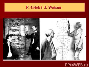 F. Crick i J. Watson