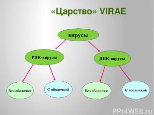 «Царство» VIRAE вирусы РНК-вирусы ДНК-вирусы Без оболочки С оболочкой Без оболоч