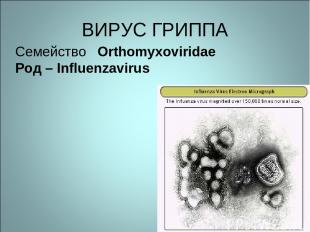 ВИРУС ГРИППА Семейство Orthomyxoviridae Род – Influenzavirus