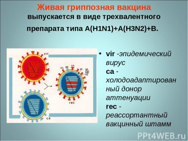Живая гриппозная вакцина выпускается в виде трехвалентного препарата типа A(H1N1)+A(H3N2)+B. vir -эпидемический вирус ca - холодоадаптированный донор аттенуации rec - реассортантный вакцинный штамм