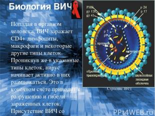 Биология ВИЧ Попадая в организм человека, ВИЧ заражает CD4+ лимфоциты, макрофаги